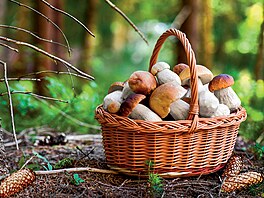 Vitamin D je v p�írod� vzácný, �ádné rostliny ho neobsahují. S jedinou...
