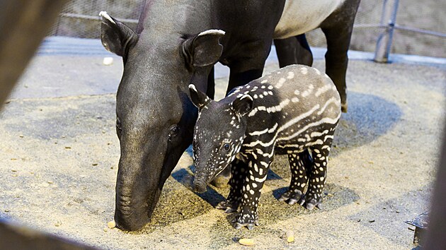 Nově narozené mládě tapíra čabrakového má jméno Coffee a je velkým chovatelským úspěchem zlínské zoo. (leden 2023)