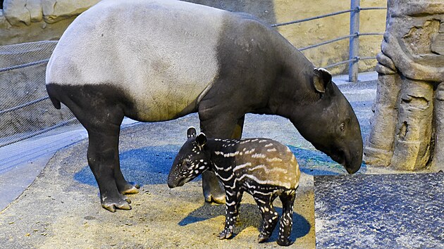 Nově narozené mládě tapíra čabrakového má jméno Coffee a je velkým chovatelským úspěchem zlínské zoo. (leden 2023)