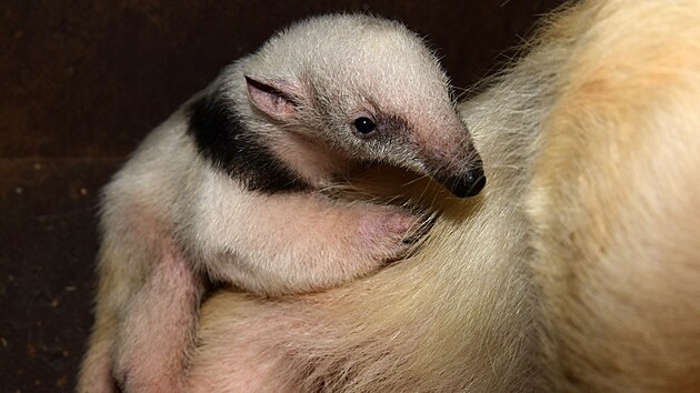 Zoo Olomouc odchovala loni mravenenka typrstho.