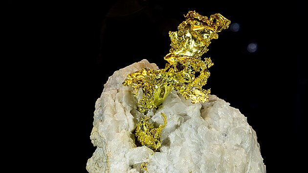 Ryzí zlato v křemeni získal pro svou galerii minerálů ve Dvoře Králové sběratel Luboš Blaha.