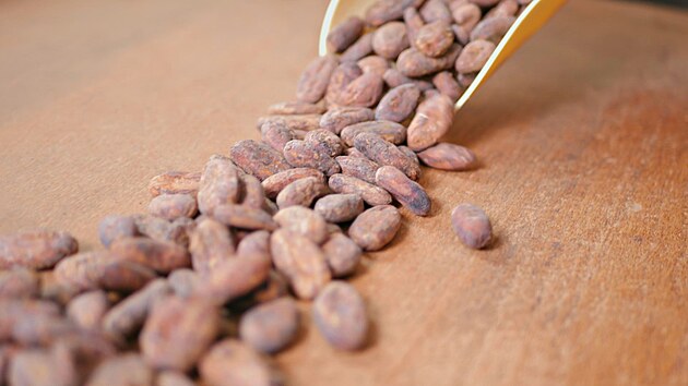 Čokoládové boby vybírají v nejlepší kvalitě. (23. ledna 2023)