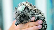 Skoro dv stovky jeích pacient se pesunuly do áblic.