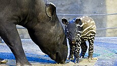 Nově narozené mládě tapíra čabrakového má jméno Coffee a je velkým chovatelským...