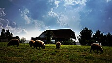 Na farm chovají ovce, provozují kavárnu, restauraci... A krom dalího...