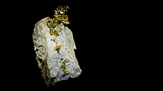 Ryzí zlato v křemeni získal pro svou galerii minerálů ve Dvoře Králové sběratel...