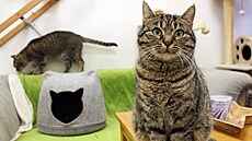 Královédvorský spolek Dalí ance se snaí najít nové majitele pro oputné...