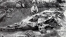 Vykopávky holotypu kachnozobého dinosaura druhu Corythosaurus casuarius. Právě...
