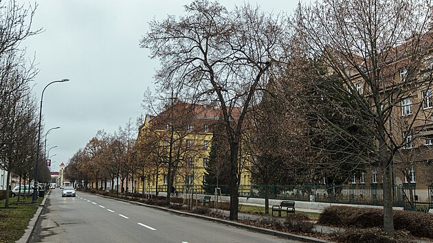 Městská alej ve Svatoplukově ulici v centru Prostějova zabodovala v anketě Alej roku 2022.