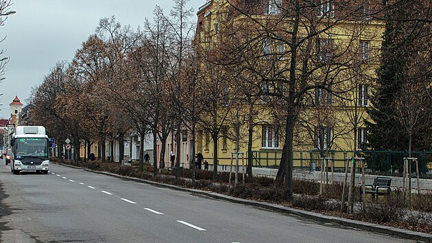 Mstsk alej ve Svatoplukov ulici v centru Prostjova zabodovala v anket Alej roku 2022.