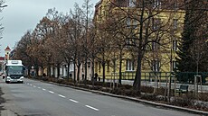 Městská alej ve Svatoplukově ulici v centru Prostějova zabodovala v anketě Alej...