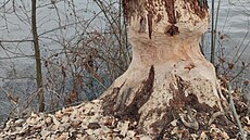 Bob�i ��ádí� v Mod�anech.