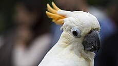 Papoušci jsou chytří, podle vědců je jejich inteligence až i na úrovni...