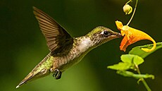 Drobní hyperaktivní kolibříci dostali anglické jméno podle hučení, které...