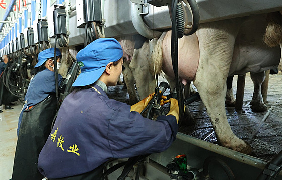 Pracovníci dojí krávy na mléné farm ve mst ang-jie na severozápad ínské...