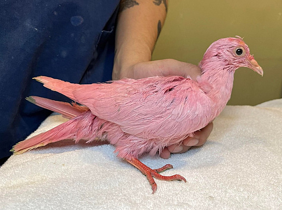 Newyorské skupině ochránců přírody se podařilo zachránit růžového holuba, který...