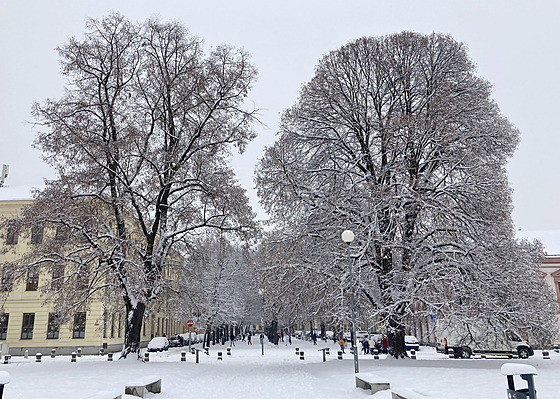 Stromořadí na náměstí Republiky v brněnských Husovicích.