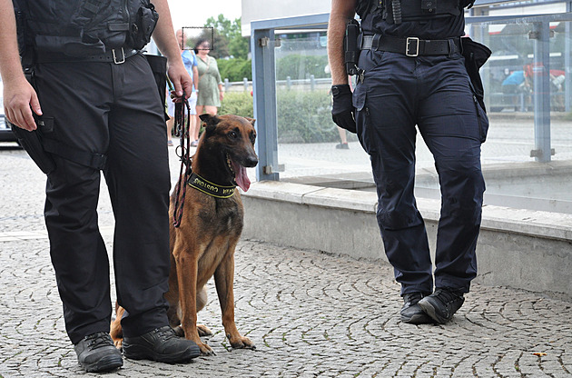 Služební pes při pátrání po převaděči na Břeclavsku pokousal čtyřletou dívku