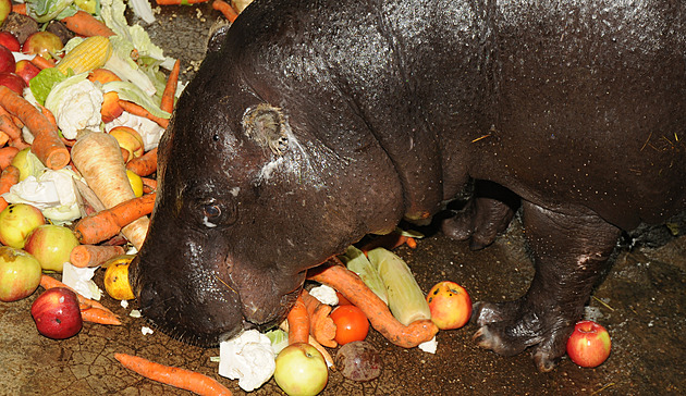 Zemřel poslední hrošík olomoucké zoo. Chov se ruší, pavilon se asi zbourá