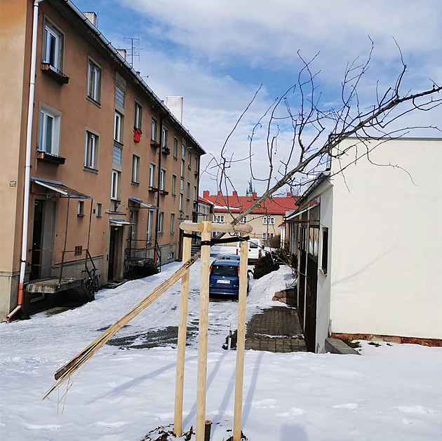 Vandal zničil v Poličce okrasné stromky. Může se přihlásit, vzkázal starosta