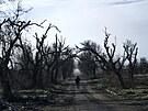Stromy ohlodané dlostelbou v Chersonské oblasti (3. února 2023)