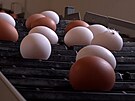 Výskyt ptaí chipky je píli velký, proto vejce zdraí, íká agrární analytik...