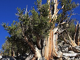 Na pomezí Kalifornie a Nevady jsou porosty tisíciletých borovic relativn...