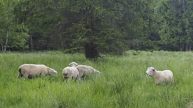 Při spásání přírodně cenných luk pomáhají i ovce místních farmářů. Úspěšně tak nahrazují chybějící lidské síly.