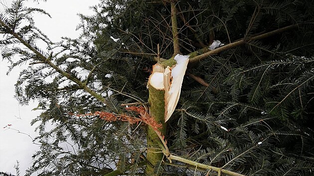 Vandal na sdliti v Police poniil dv nov vyszen okrasn jablon a jedli.