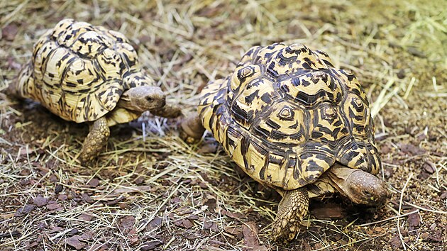 Samce želvy pardálí jako nápadníka pro svoji samici přivezli zástupci ostrovského Ekocentra až ze soukromé zoo Biopark Štít na Královéhradecku.