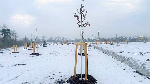 V posledních týdnech se v Bohumíně nových stromů dočkala lokalita Petra Cingra. Na jaře se radnice chystá vysadit další v Červené kolonii.