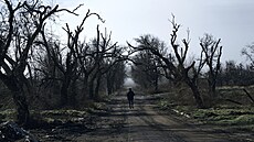 Stromy ohlodané dělostřelbou v Chersonské oblasti (3. února 2023)