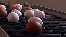 Výskyt ptačí chřipky je příliš velký, proto vejce zdraží, říká agrární analytik... | na serveru Lidovky.cz | aktuální zprávy
