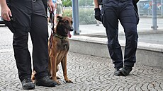 Sluební pes celník Olomouckého kraje nael u kontrolovaného idie drogy.
