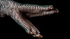 Chameleon leopardí objektivem Martina Veselého