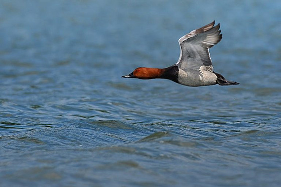 Mnozí samci polák� velkých hnízdících na na�em území se ji� v �ervnu vydávají...