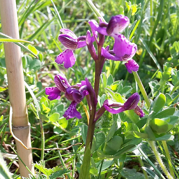 Ochránci chtějí rozšířit vzácnou orchidej, před divočáky ji brání sítěmi