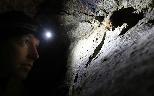 Návštěva u netopýrů poodhalí detaily ze života tajemných nočních lovců