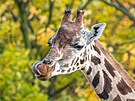 �irafa severní núbijská v zoo v Ústí nad Labem.