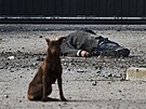 Toulavý pes sedí u tla místního obana, zabitého bhem ruského ostelování...