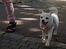 Paní Blanka svou psí kamarádku poutí na ulici na volno, Desenský radí, aby...