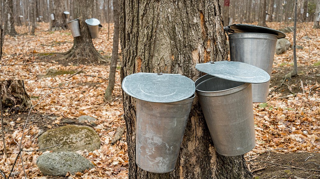 Javory ovené nádobami na zachytávání mízy v lese u kanadského Québecu.