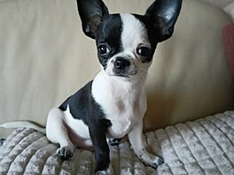 Ná� psí milá�ek �ivava - Etík