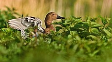 Kachny dnes hnízdí p�evá�n� na rybni�ních ostr�vcích, kde namísto ost�ic �asto...