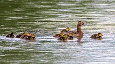 Samice poláka velkého vodící svá asi desetidenní mlá�ata � pohled na na�ich...