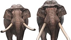 Byl to gigant. Palaeoloxodon antiquus byl nejvtím zvíetem své doby....