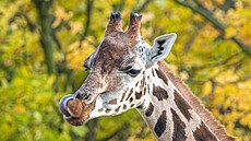 irafa severní núbijská v zoo v Ústí nad Labem.