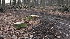 Lidé te� v rezervaci Vrch Baba potkávají pa�ezy a hromady pokácených kmen�....