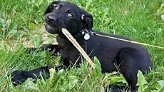 Mu� z �eské Lípy utýral svého psa.