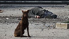 Toulavý pes sedí u tla místního obana, zabitého bhem ruského ostelování...